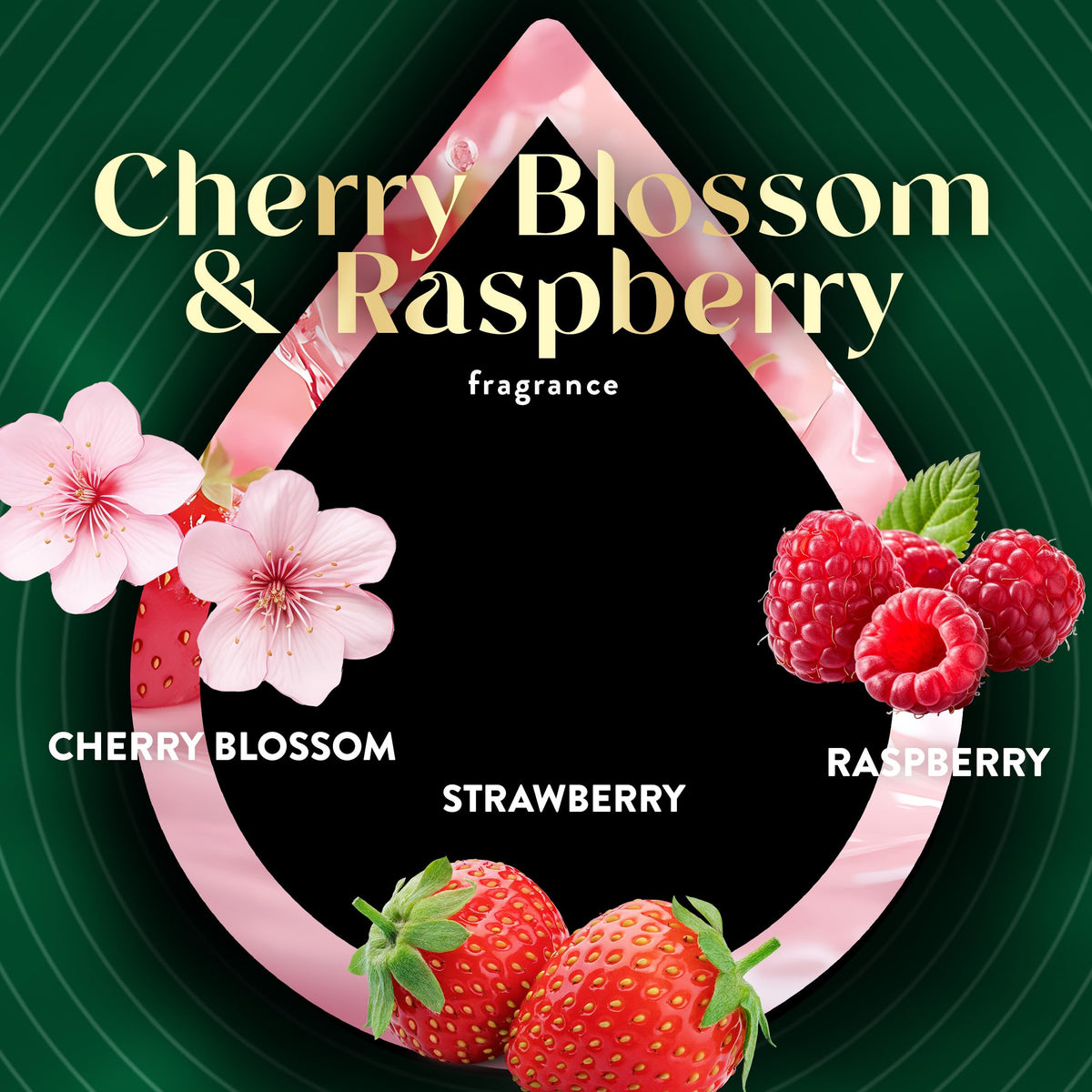 Scented Oil Vibrant Refill Cherry Blossom & Raspberry 5 ct. by Air Wick – 3.38 Fl Oz (Pack of 1), Pink, Model 6233801065
