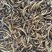 Flock Fest 10 Lbs Bag Fly Larvae