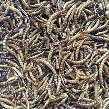 Flock Fest 10 Lbs Bag Fly Larvae