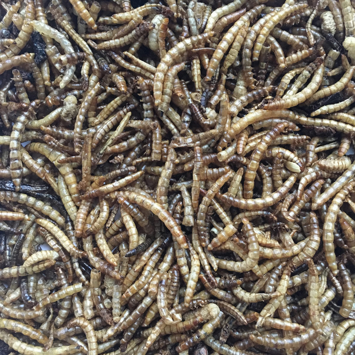 Flock Fest 10 Lbs Bag Fly Larvae by Buffalo Tools – Brown, Model DBSFL10
