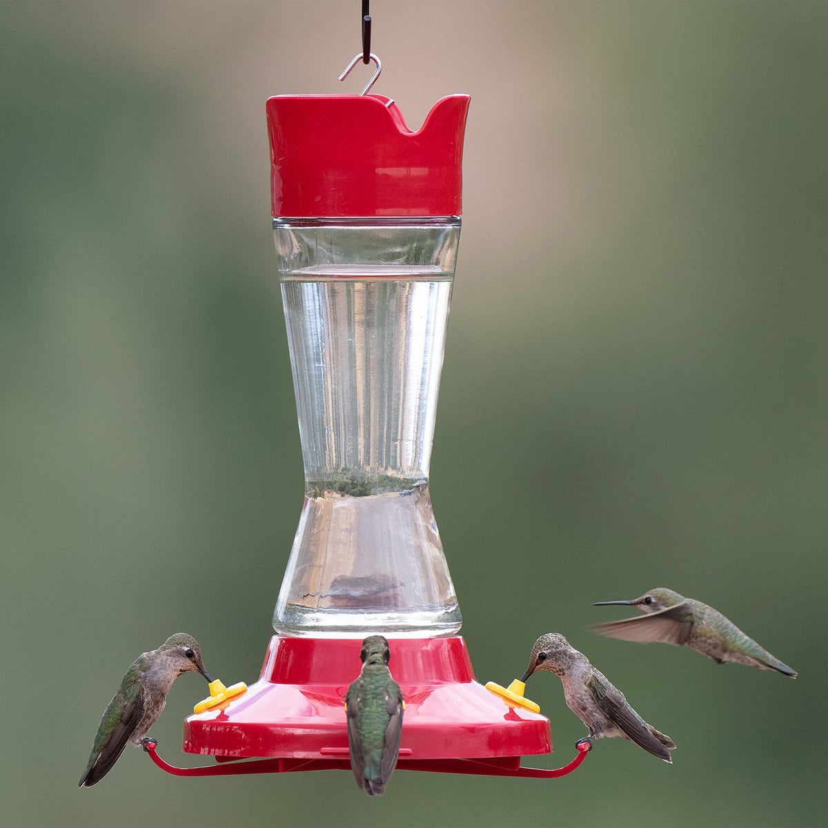 Pinch Waist Glass Hummingbird Feeder (Pack of 2) by Perky-Pet – Pack of 2, 16 fluid_ounces, Glass, Rojo, Pack of 2