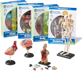 Learning Resources Anatomy Models Bundle Set
