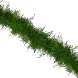 Farm Fresh Natural Plumosus Garland - 25 feet