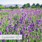 Georgia-Pacific Lavender / Lavender - 12 Screens / Regular Janitorial Deodorizers