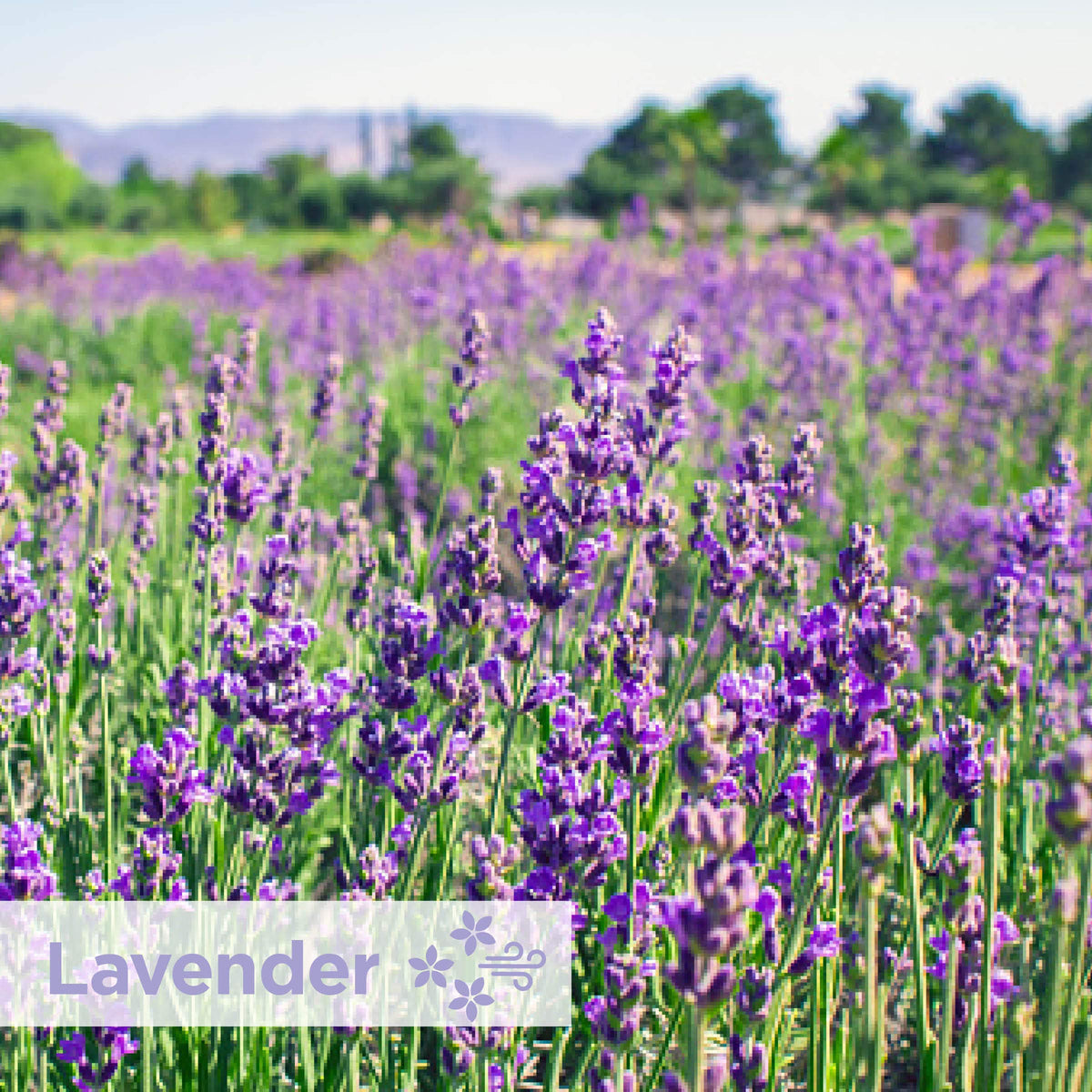 Georgia-Pacific Lavender / Lavender - 12 Screens / Regular Janitorial Deodorizers