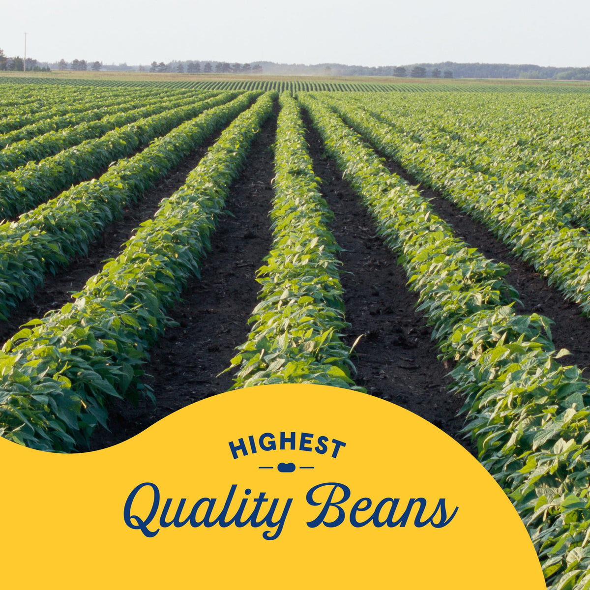 Bush's Pinto Beans 6-111 oz by Bush's Best – 111 Ounce (Pack of 6), Pack of 6