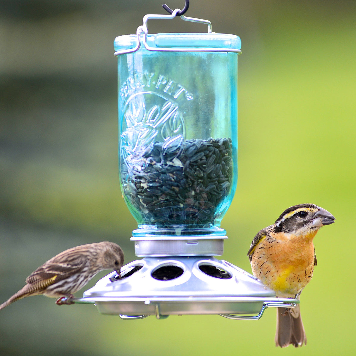 Mason Jar Wild Bird Feeder by Perky-Pet – No Size, 1 pounds, Glass, Blue
