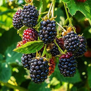 Brighter Blooms Thornless BlackBerry Bush, 1 Gallon