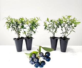 Pink Lemonade Blueberry (Top Hat)